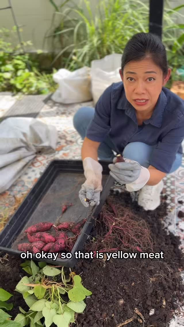 I imagined a bag full of potatoes. Reality, not so much. But excited for the next round as I think I know what I can do better. 

#sweetpotato #HomeGrown #Organic #PrivateChef #ThaiCookingClass