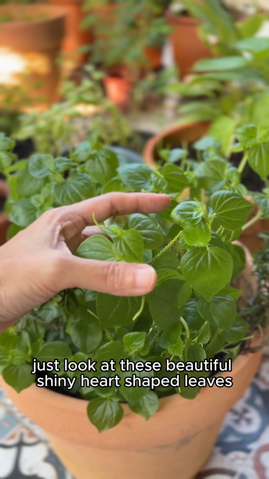 Before you pull that “weed” 🌱
Look again… it might be a superfood.
This little shiny bush growing in my pot?
Edible, fresh, and full of goodness. Nature is generous if we pay attention. #ผักกระสัง

#CookingClass #Phuket #ThaiFood
#Shorts #BrassWokThaiCookingClass #GardentoTable #RegenerativeTourism #HomeStyleThaiFood #PrivateChef #Superfood #FutureFood