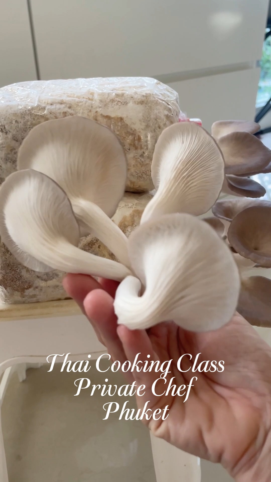 Harvesting oyster mushroom for Tom Yum soup! Join us for a Thai Cooking Class in Phuket and learn to make homestyle Thai food with homegrown goodies!

#ThaiCookingClass #Phuket #ThaiFood #PrivateChefService #HomeGrownIngredients