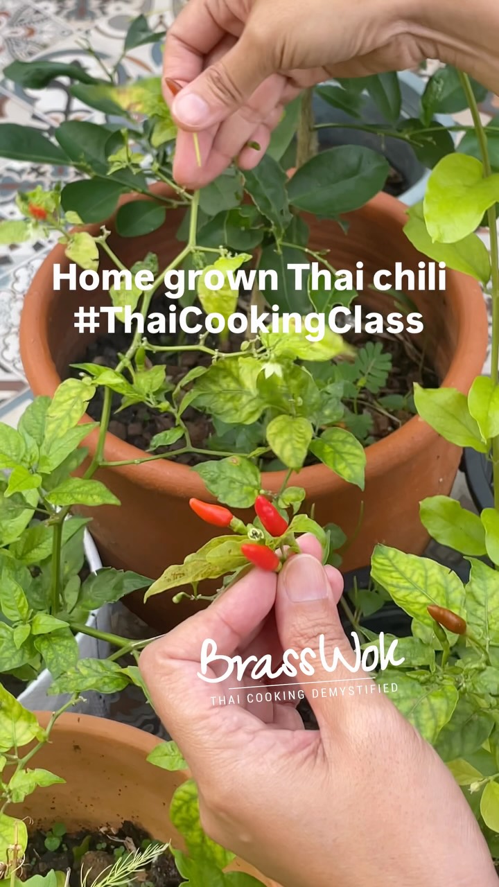 Home grown organically. Our chilis are tiny but EXPLOSIVE! 🧨🔥🌶️

#thaicookingclass #phuket #privatechef #organicgarden #ChefPui