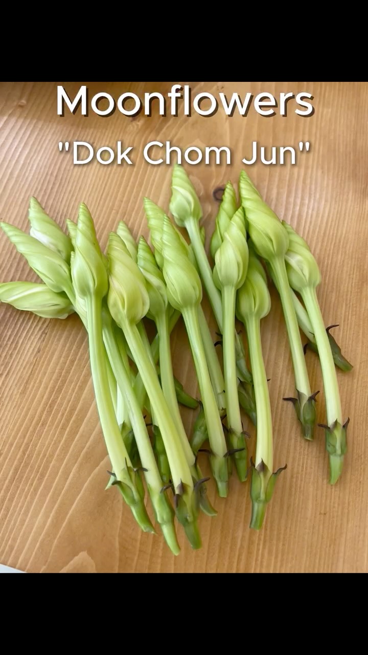 White Moonflower is a fast-growing, night-blooming vine. A member of the morning glory family, but this one is a night owl. Called in Thai "Dok Chom Jun" If you spot them at the market, don’t hesitate to give them a try. Just be aware — eating too many can have a mild laxative effect. 

P.S. And make sure it's the white one, otherwise it could be toxic moonflower.

#moonflower #edibleflowers #growyourfood #ThaiCookingClass #MarketTour #Phuket #ThaiFood #PrivateChef